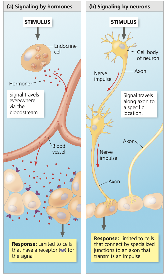 <ul><li><p>Endocrine system (hormones).</p></li><li><p>Nervous system.</p></li></ul><p></p><p><strong>The endocrine system </strong>is especially well adapted for coordinating gradual changes that affect the entire body, such as growth, development, reproduction, metabolic processes, and digestion. </p><p><strong>The nervous system</strong> is well-suited for directing immediate and rapid responses to the environment, such as reflexes and other rapid movements.</p><p></p>