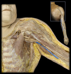 <p>Identify the structure</p>