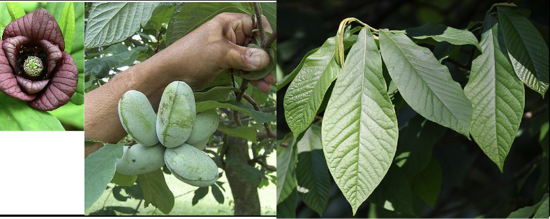 <p>Family:<br>Genus:<br>Species:<br>Common Name:</p>