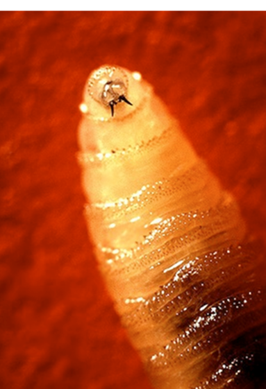 <p>These organisms were observed emerging from a lesion on the withers of a horse imported from Argentina. What is their proper scientific name?</p>