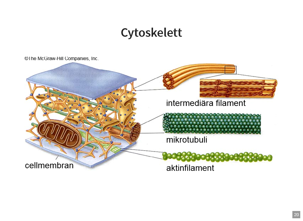 <p>Cytoskelett</p>