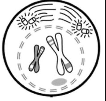 <p>What stage of meiosis is this?</p>