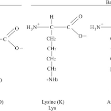 <p>Lysine </p>