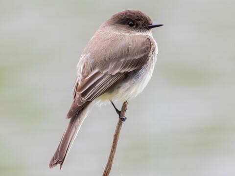 <p>Passeriformes</p><p>long dark tail (phoebe flicks), dark head</p><p>darker around the eye, more subtle wingbars</p>