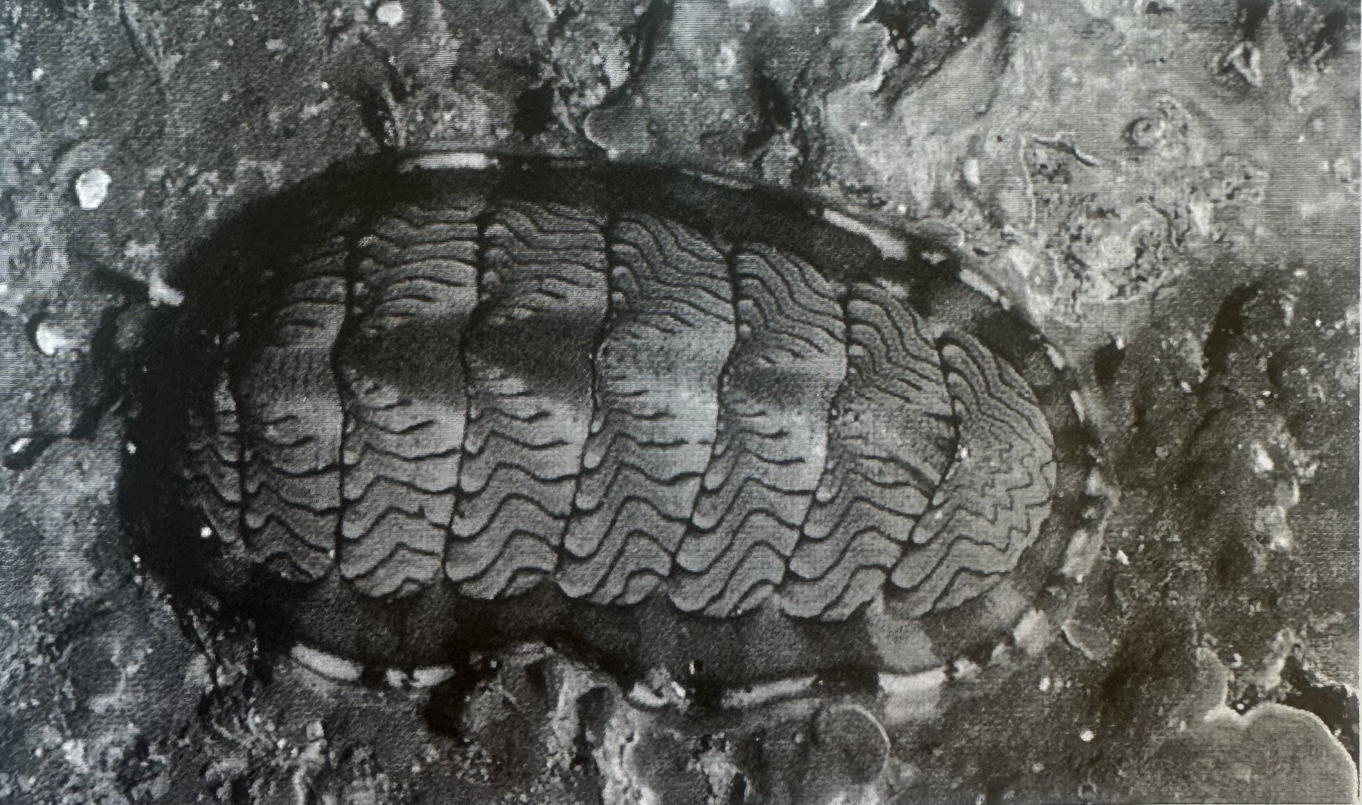 <p>Chitons</p>