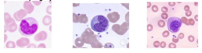 <p>Name the function (monocyte)</p>