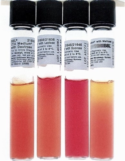 <p>Purpose: presumptive ID of Neisseria species</p><p></p><p>Procedure: add organism to sterile inoculating needle and stab straight down to the butt of the agar tube.</p><p></p><p>Carbohydrate-supplemented cystine trypticase agar (1% glucose (dextrose), maltose, lactose or sucrose). bacteria which utilize carbohydrate produce acid (phenol red pH indicator turns yellow in acid). So a fermenter of that sugar type agar turns it yellow.</p>