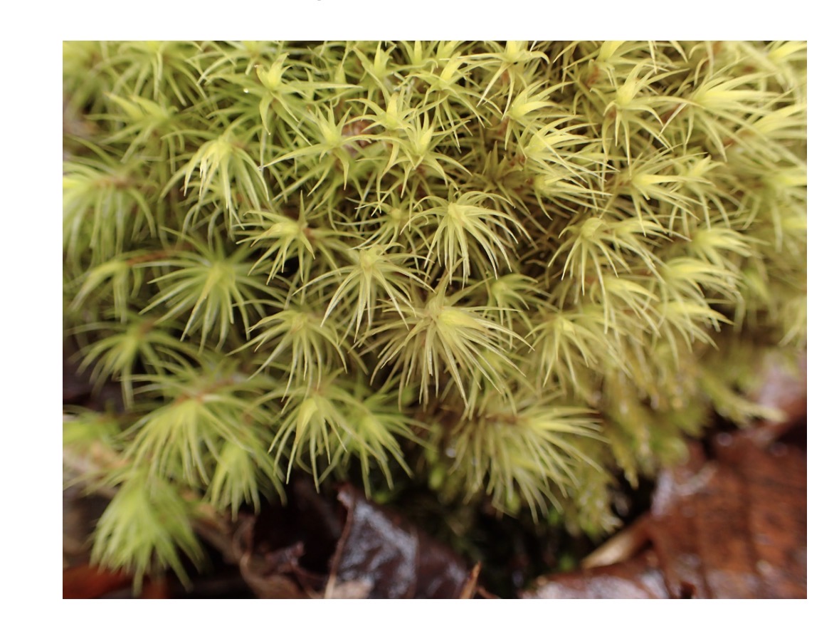 <p>What sex is this plant? </p>