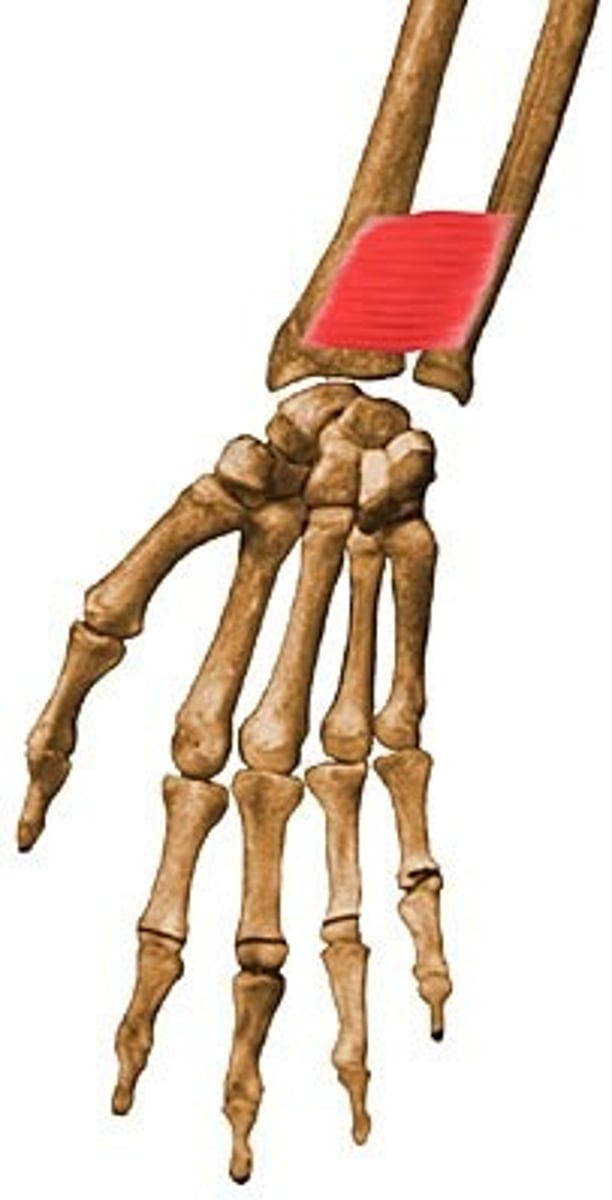 <p>Distal anterior surface of ulna</p>