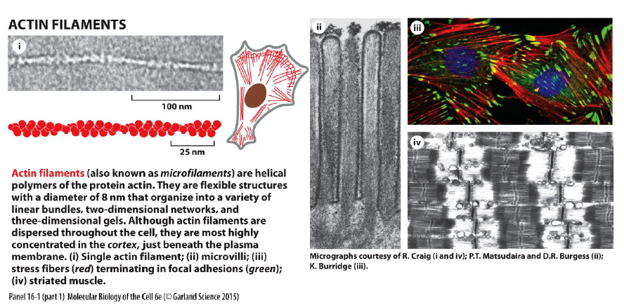 <p>Aktinfilamenter er fleksible, helikale polymerer af aktin (~8 nm). De findes især i cortex lige under plasmamembranen.</p><p></p><p>Figuren viser at aktin:</p><ul><li><p>kan danne bundter og netværk</p></li><li><p>findes i mikrovilli</p></li><li><p>danner stressfibre ved fokale adhæsioner</p></li><li><p>indgår i filopodia og lamellipodia</p></li></ul><p>Aktin er derfor særligt vigtigt for cellebevægelse og dynamiske formændringer.</p>