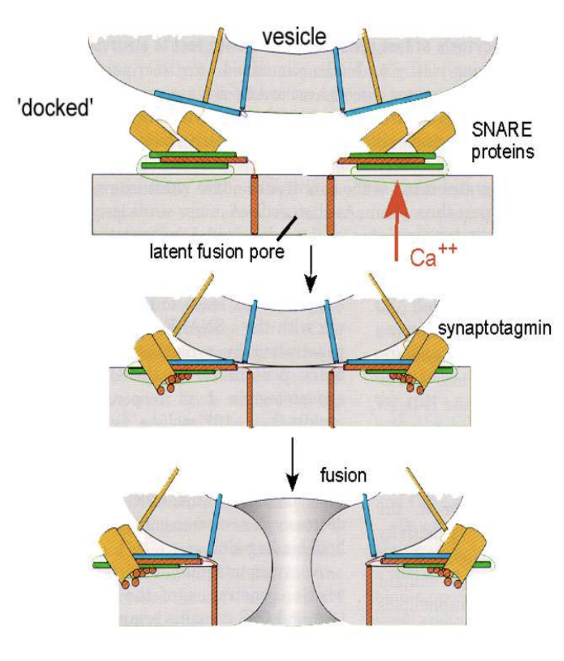 <ul><li><p><span style="background-color: transparent;">Transmitter released between the EC space between membranes</span></p><ul><li><p><span style="background-color: transparent;"><u>Presynaptic membrane: </u>Where the membrane released the transmitter and the surface is known as the <u>bouton</u> containing the vesicles</span></p></li><li><p><span style="background-color: transparent;"><u>Post Synaptic Membrane:</u> receives the neurotransmitters through binding with the specific protein receptors located on this membrane</span></p></li></ul></li><li><p><span style="background-color: transparent;">About 200 Å apart</span></p></li><li><p><span style="background-color: transparent;">Processing station</span></p><ul><li><p><span style="background-color: transparent;">Boutons filled with vesicles of neurotransmitters</span></p></li><li><p><span style="background-color: transparent;">Once the terminal gets depolarises the voltage gated Ca+ channels open and allow Ca in the terminal and the depolarizes the cell to -50 mV; this trigger the exocytosis (can be either kiss or run or full exocytosis) of the vesicles synaptic contents and these will bind to the postsynaptic cell</span></p></li><li><p><span style="background-color: transparent;">Binding of the neurotransmitters will trigger a response in the cell</span></p></li><li><p><span style="background-color: transparent;">**releasing vesicles are only probabilistic: 1 AP will have a 10-90% chance to releasing neurotransmitters</span></p></li></ul></li><li><p><span style="background-color: transparent;">Vesicles are already lined up with the presynaptic surface with the help of SNARE proteins located on the cell’s membrane</span></p></li></ul><p></p>