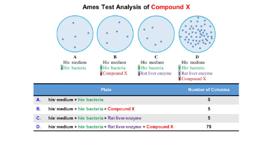 <p>The Ames test is designed to identify potential mutagens through their effects on bacterial growth. What does the contrast between Plates C and D tell us about the mutagenic activation of Compound X?</p>