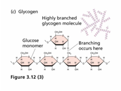 <p>a storage carbohydrate in animals</p>