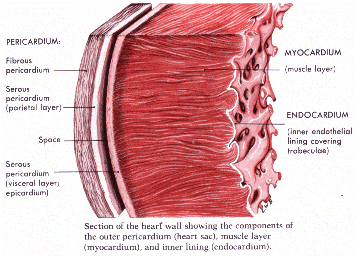 <p>The three layers are the epicardium ,myocardium and endocardium.</p>