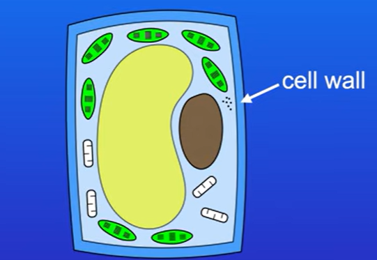 <p>It is called a microfibril, they then join together to join larger structures called macrofibrils, they then group together to form cellulose fibre which form plant cell wall</p>