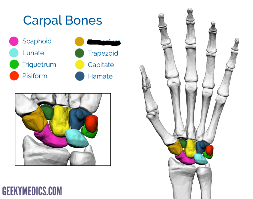 <p>What Carpal is this?</p>