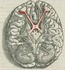 <ul><li><p>Kruising oogzenuwen</p></li><li><p>Kruist visuele signalen van beide ogen</p></li></ul><p></p>