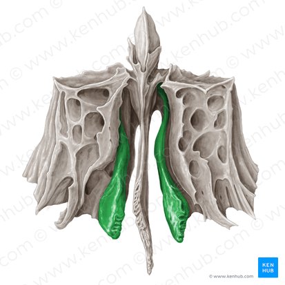 <p>What is this bone detail?</p>