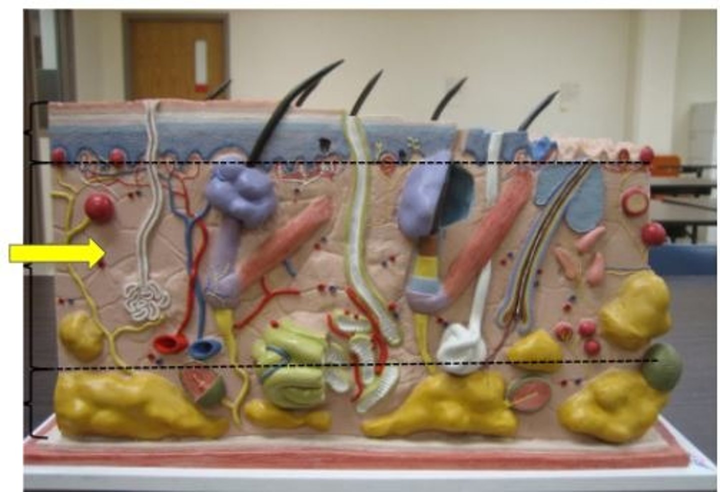 knowt flashcard image