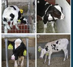 <p>A cow presented with pneumonia, otitis media/interna, polyarthritis, mastitis, and pink eye. After death, you find caseonecrotic bronchopneumonia and arthritic joints. Thoughts on the bacteria?</p>