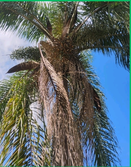 <p>Bismarckia nobilis; Arecaceae; Angiosperma</p>