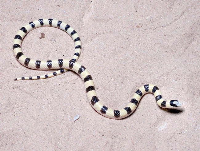 <p>Alethinophidia, Colubroidea, Colubridae<br>Chionactis occipitalis<br>Shovel-nosed snake</p>