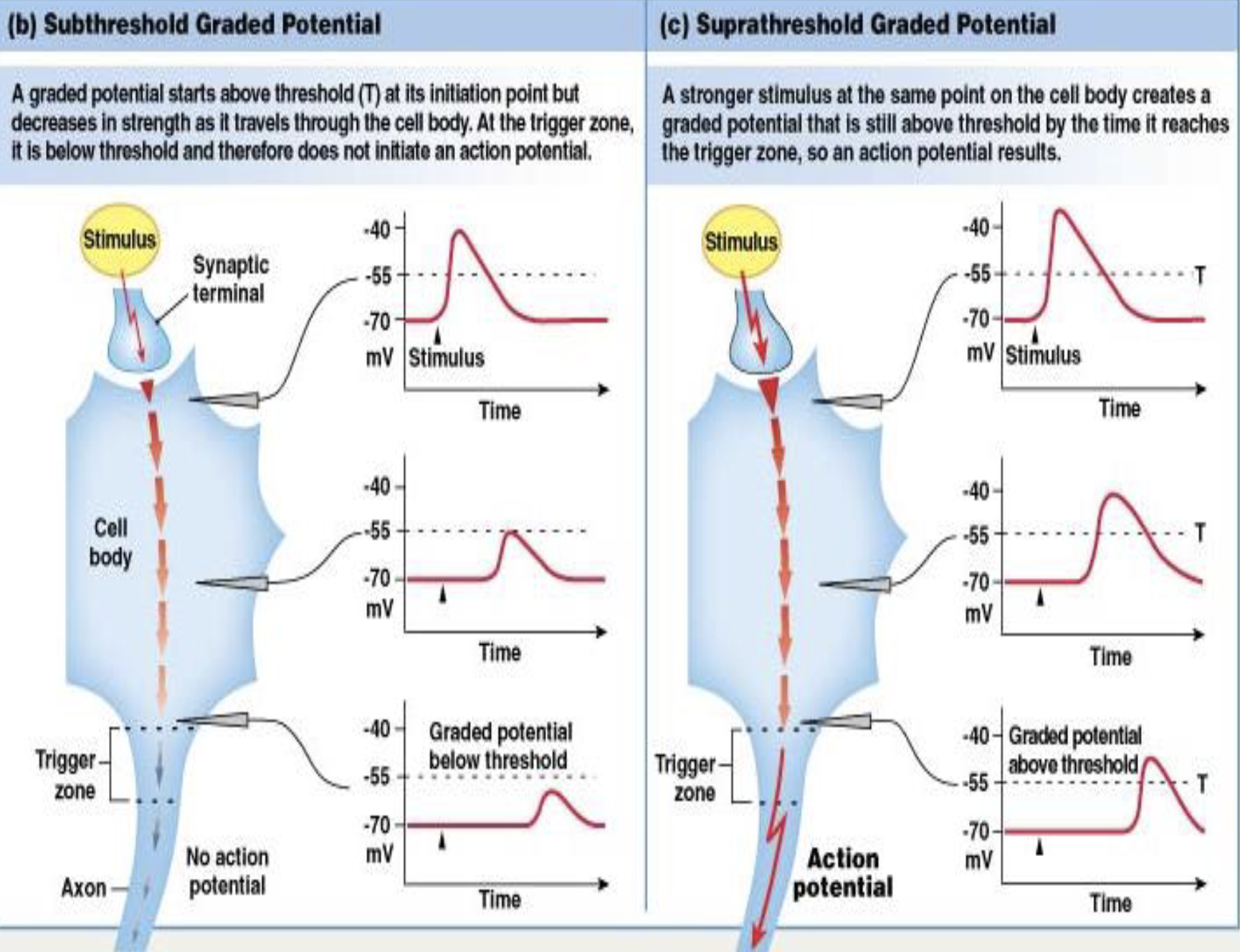 <ul><li><p>What are the two strength categories of graded potentials?</p></li><li><p>What determines whether a graded potential reaches threshold?</p></li></ul><p></p>