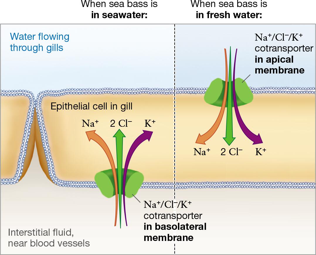 <p>evidence for existence of this cell:</p><ol><li><p>osmoregulatory cells may be in different locations</p><ol><li><p>salmon taken from freshwater and seawater have chloride cells in different locations on the gills (same is true for other species that switch b/w freshwater & saltwater)</p></li><li><p>suggests that when nature of the osmotic stress changes, the structure of the gill epithelium changes</p></li></ol></li><li><p>different forms of Na<sup>+</sup>/K<sup>+</sup>-ATPase may be activated</p><ol><li><p>salmon genome contains genes for different forms of Na<sup>+</sup>/K<sup>+</sup>-ATPase</p></li><li><p>form used in seawater differs from form used in freshwater</p></li></ol></li><li><p>orientation of a key transport protein “flips”</p><ol><li><p>when fish are in seawater, the protein (cotransporter) is located on basolateral side of chloride cells</p></li><li><p>in freshwater, the protein (cotransporter) is on apical side of chloride cell</p></li></ol></li></ol><p></p>