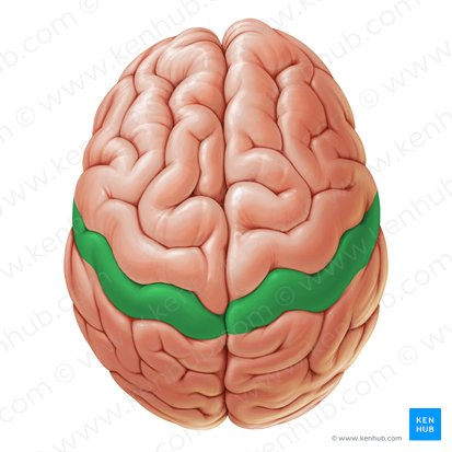 <p>sensory area (peaks)</p>