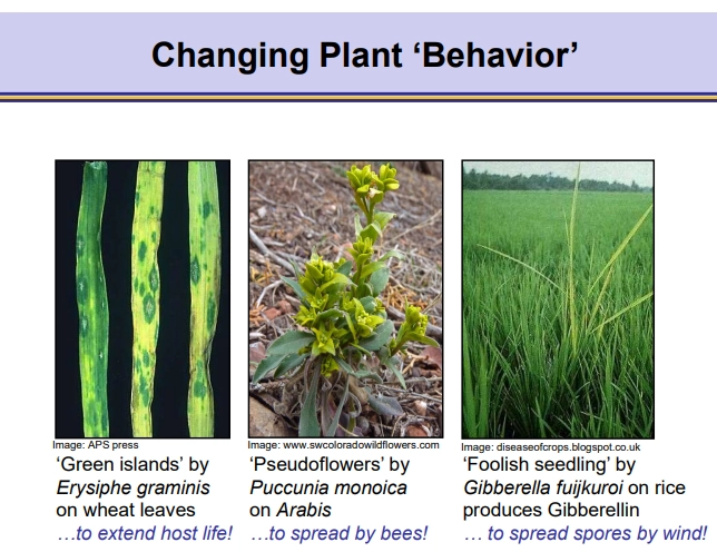 <ul><li><p>some extend plant cell life on green islands (even though surrounded by senescent cells)</p></li><li><p>some produce pseudoflowers to encourage spread by bees</p></li><li><p>some induce tall growth by releasing gibberelins to spread spores using the wind (‘foolish seedling’)</p></li></ul><p></p>