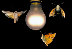 <p>movement in response to light</p>