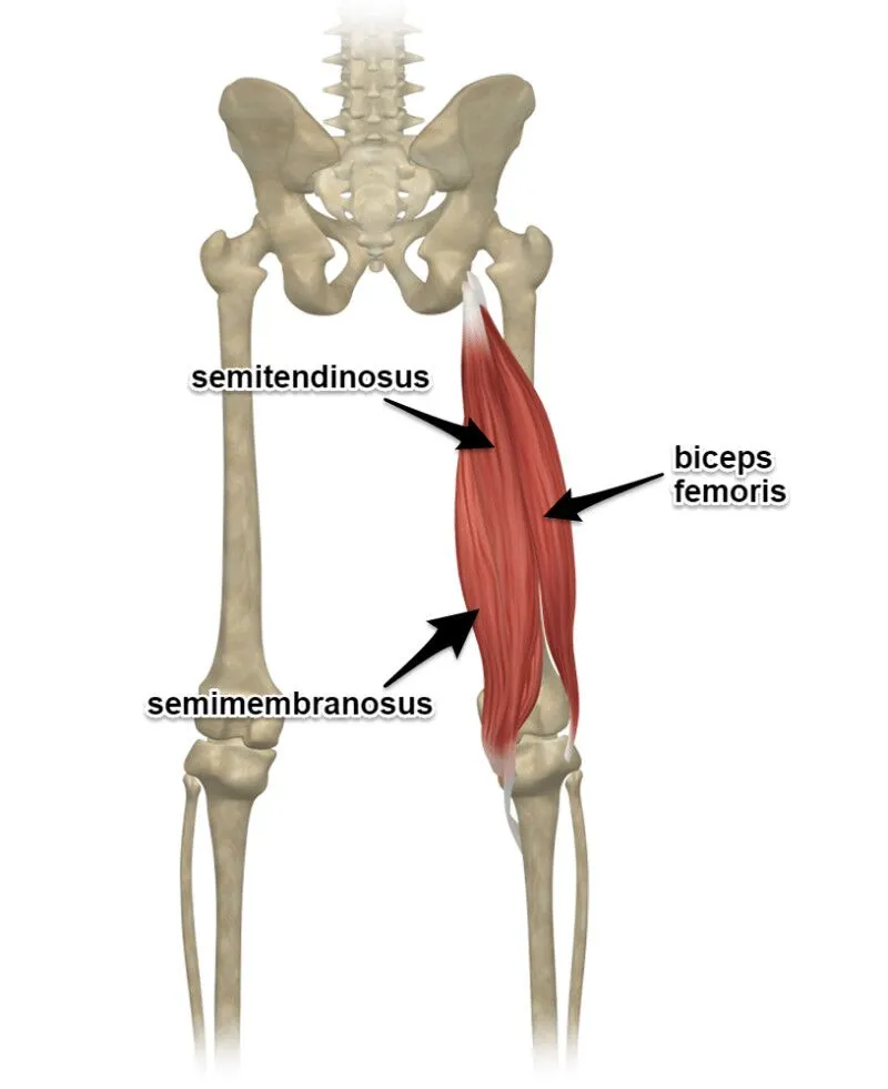 <p>What muscle that moves the thigh?</p>