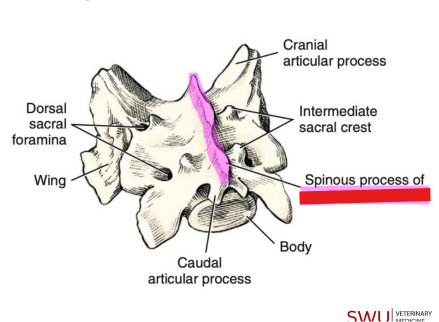 <p>Q: The …… represents the fusion of the three spinous processes on the sacral vertebrae/sacrum. </p><p>A. Intermediate sacral crest </p><p>B. Promontory </p><p>C. Median Sacral Crest </p><p>D. Lateral sacral crest</p>