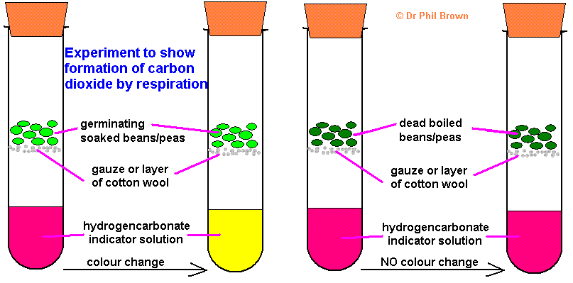 <p>Explain the hydrogen carbonate experiment see picture </p>