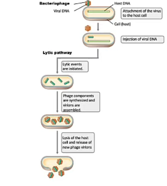 <p>Lytic Bacteriophages (Bacteriophages Life Cycle)</p>