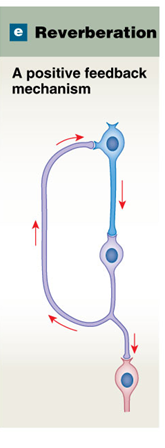 <p>Reverberation</p>