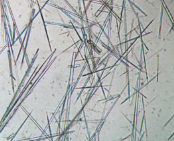 <p>Long thin clusters of needles</p><p>Due to high levels of antibiotics</p>