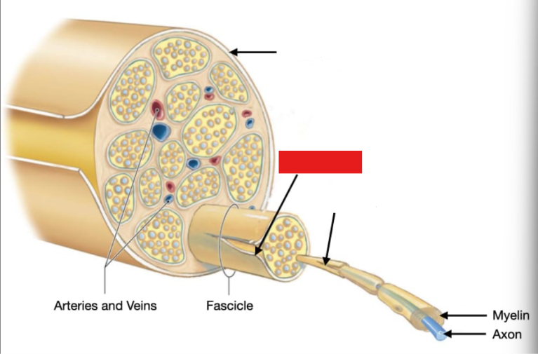 <p>a layer of connective tissue surrounding the nerves</p><p>heavier connective tissue that surrounds nerve fascicles</p>