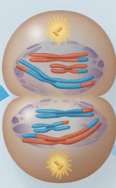 <p>At the beginning of telophase I, each half of the cell has a complete haploid set of replicated chromosomes. Each chromosome is composed of 2 sister chromatids. </p><p>Cytokinesis occurs simultaneously with telophase I, forming 2 daughter cells.</p>