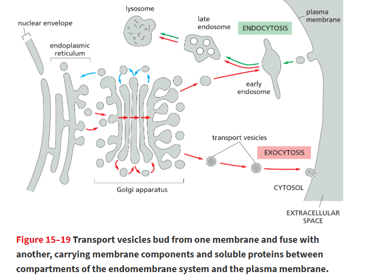 <p>Extracellular molecules are taken into vesicles from the <strong>plasma membrane → early endosome → late endosome → lysosome</strong><br> - ingestion and degradation of extracellular molec.</p>