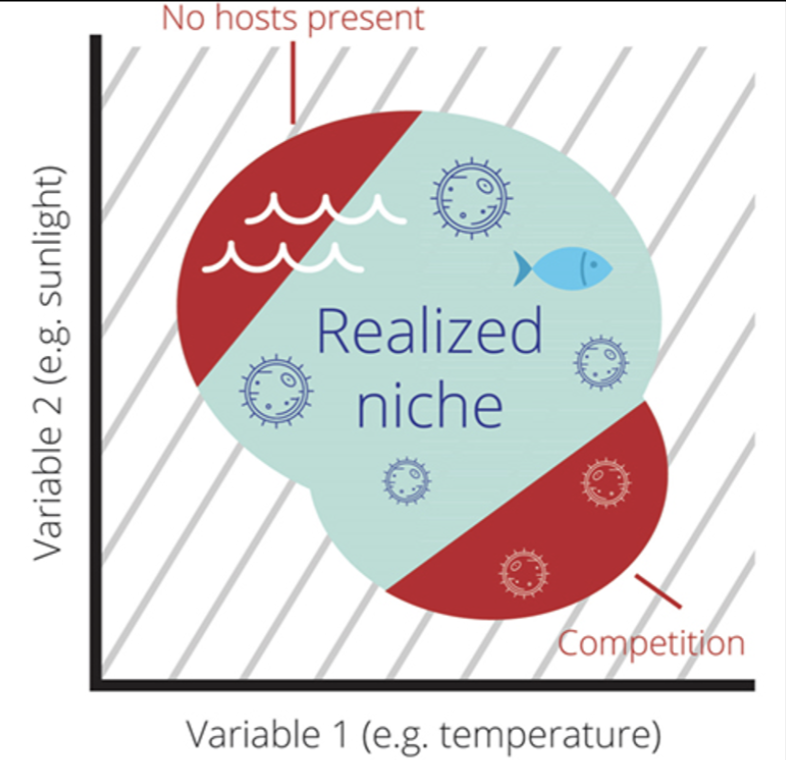 <ul><li><p>Portion of fundamental niche actually used <u>as a result of interactions with other species</u></p><ul><li><p>More realistic inche — where they survive and reproduce </p></li></ul></li></ul><p></p>