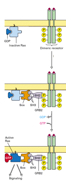 <ul><li><p><span style="background-color: transparent;"><span>Binding of GRB2 and Sos couples receptor to inactive Ras</span></span></p></li><li><p><span style="background-color: transparent;"><strong><span>Sos is a guanine nucleotide exchange factor (GEF)</span></strong></span></p></li><li><p><span style="background-color: transparent;"><span>Sos promotes dissociation of GDP from Ras; GTP binds Ras and then it dissociates from Sos</span></span></p></li></ul><p></p>