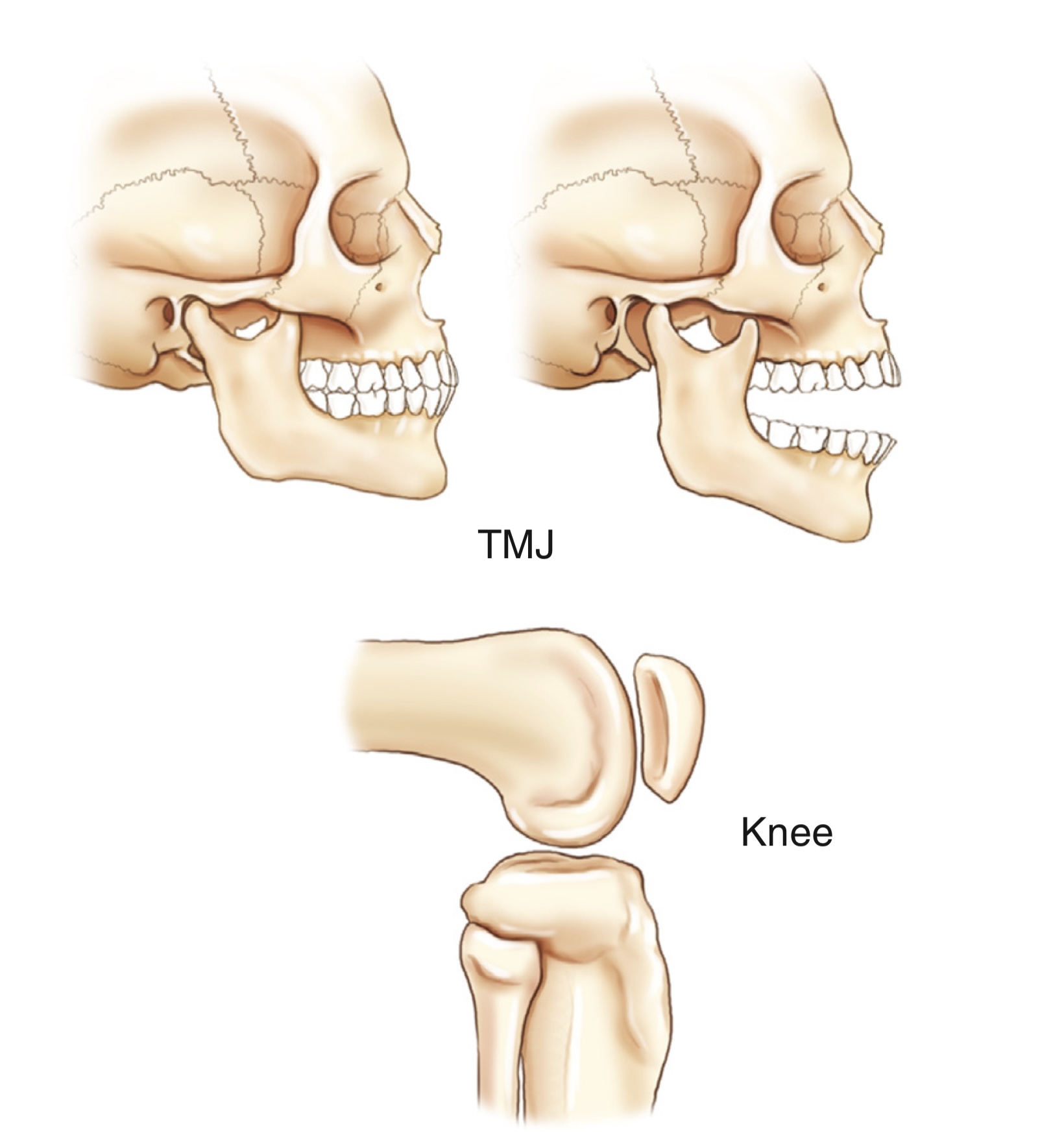 <p>what movement are these joints?</p>