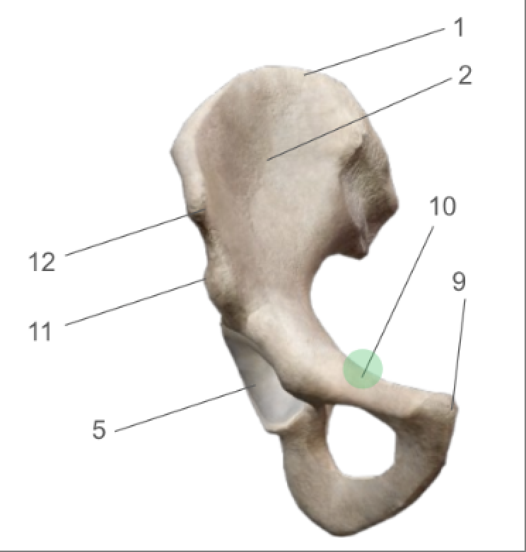 term image