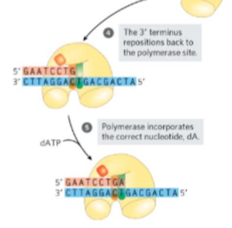 <p>The DNA strand is then shifted to the second active site, which has <strong>3’ → 5’ exonuclease activity</strong>, meaning it removes nucleotides from the end of the strand. This site excises the incorrectly paired nucleotide, effectively “backing up” the synthesis.</p><p>What happens after removal </p>