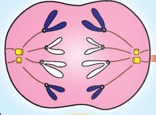 <p>Mitosis: What stage is this?</p>