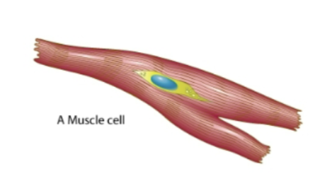 <p>what cell</p>
