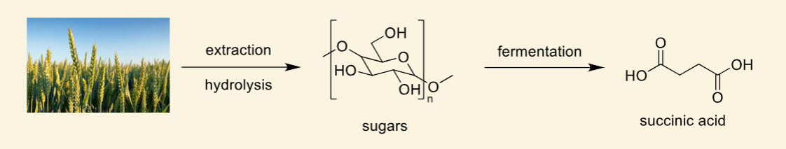 <p>how can succinic acid be purified following this</p>