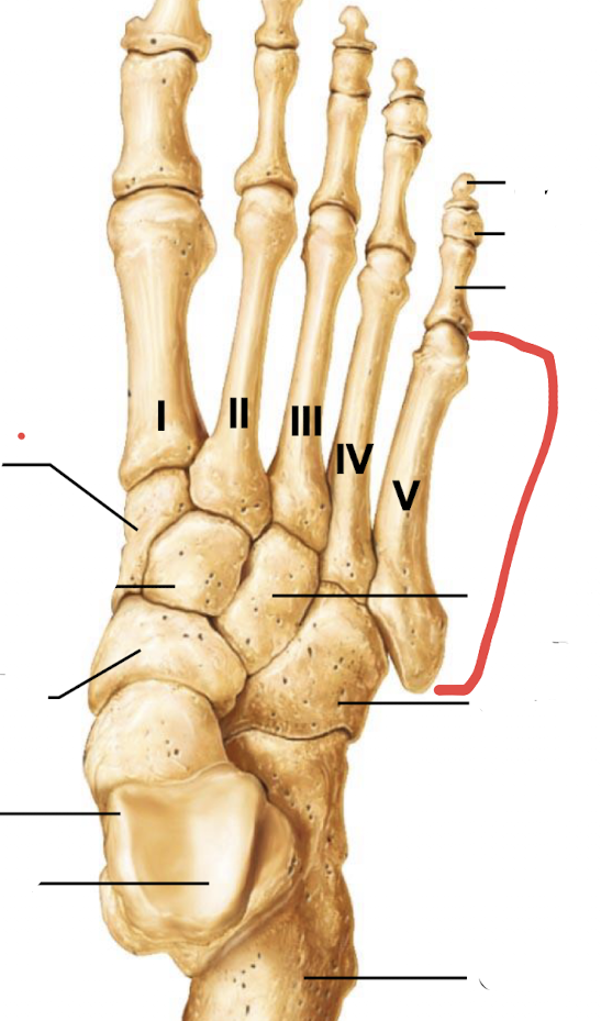 <p>what is this part of the foot?</p>