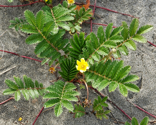 <p>Compound, pinnate leaves, that are woolly beneath. Flowers single on leafless stalks. </p>